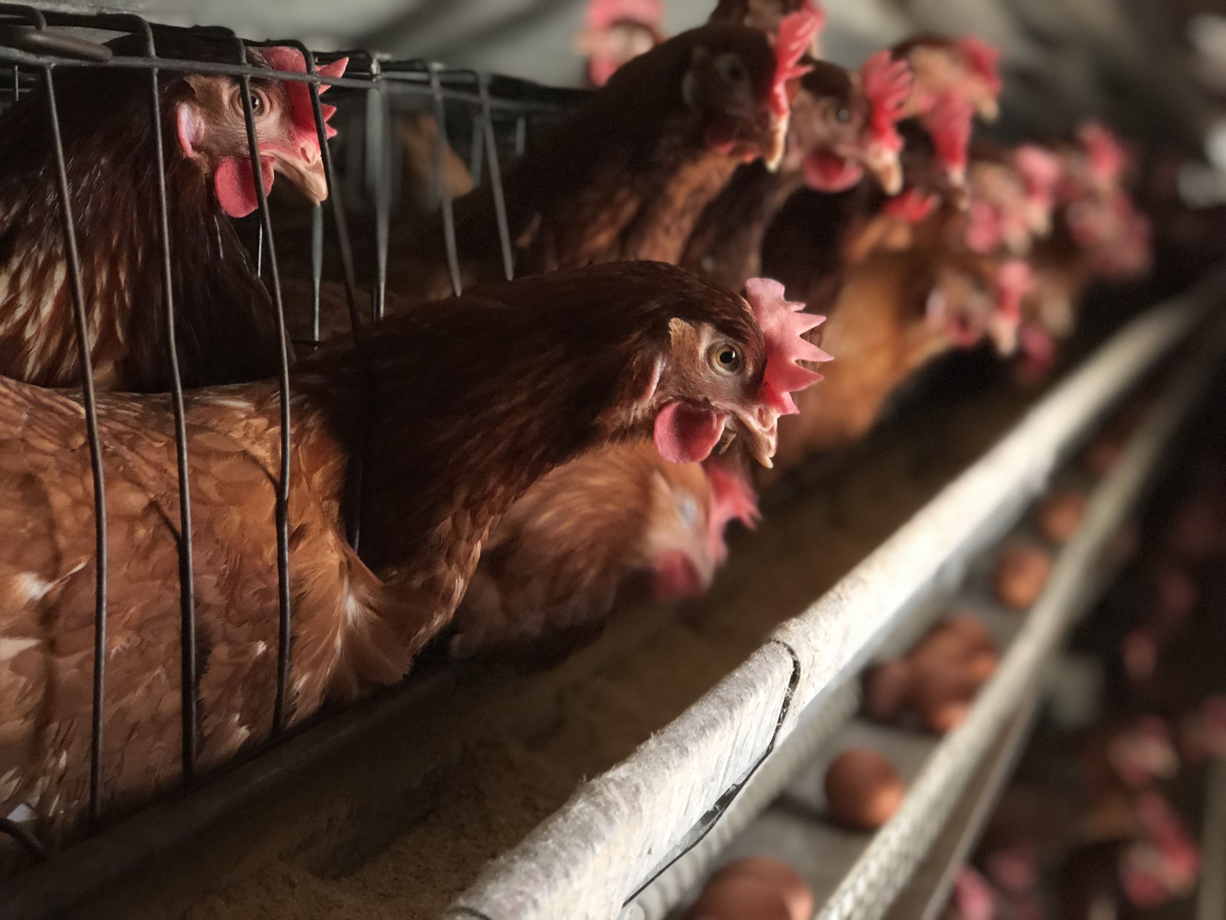 Poultry Farm Loans: Six Important Things You Need to Know